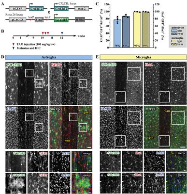 Astrocytes and Microglia Exhibit Cell-Specific Ca2+ Signaling Dynamics in the Murine Spinal Cord